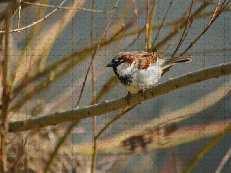 Frecher Spatz - CALVENDO Foto-Puzzle'