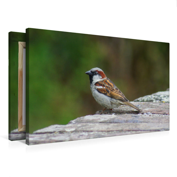 Premium Textil-Leinwand Spatz auf der Mauer