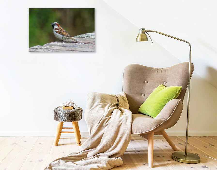 Premium Textil-Leinwand Spatz auf der Mauer
