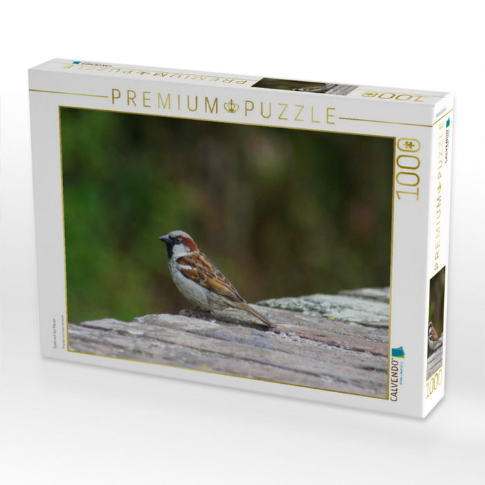 Spatz auf der Mauer - CALVENDO Foto-Puzzle'