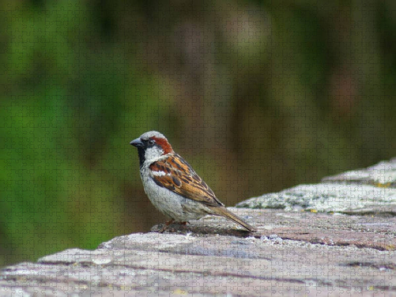 Spatz auf der Mauer - CALVENDO Foto-Puzzle'