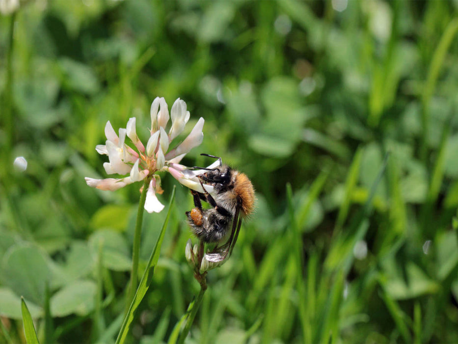 Ackerhummel am Klee - CALVENDO Foto-Puzzle'