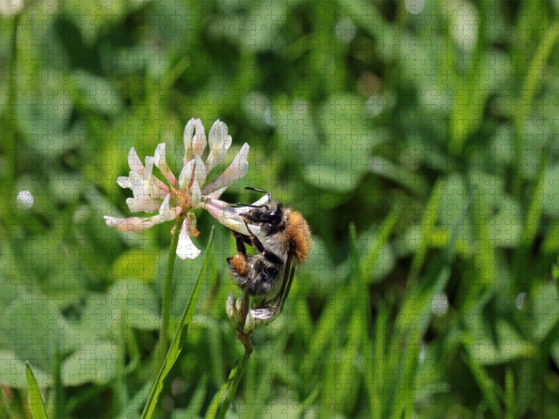 Ackerhummel am Klee - CALVENDO Foto-Puzzle'
