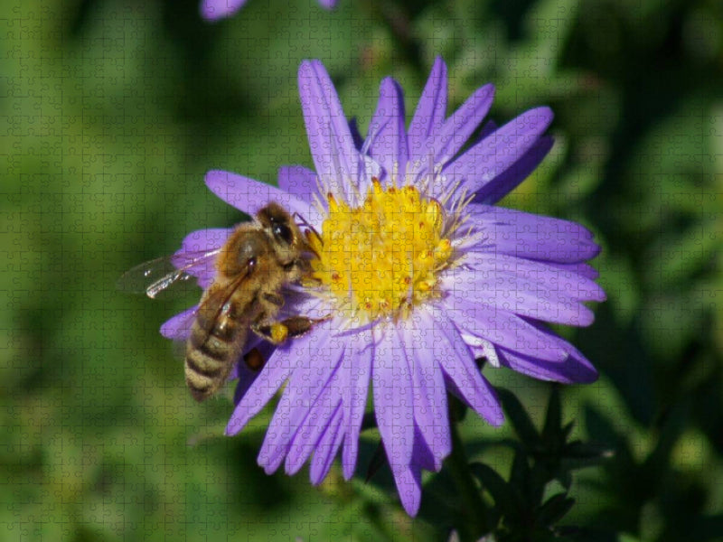 Honigbiene auf lila Aster - CALVENDO Foto-Puzzle'