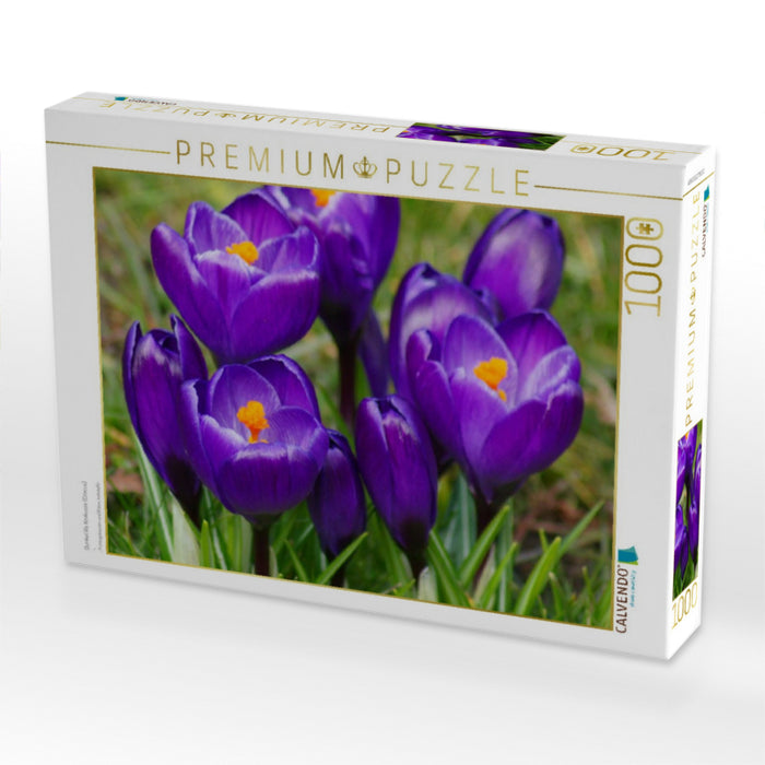 Dunkel lila Krokusse (Crocus) - CALVENDO Foto-Puzzle'