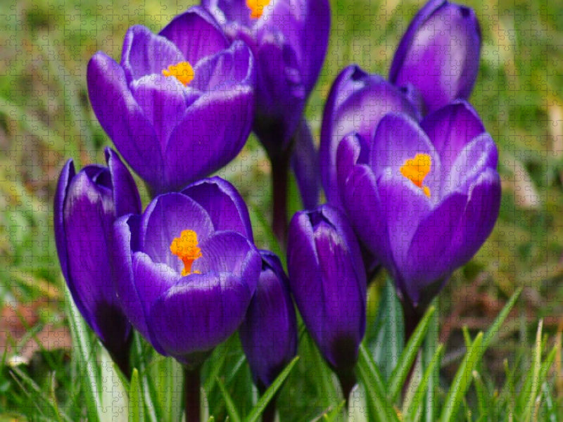 Dunkel lila Krokusse (Crocus) - CALVENDO Foto-Puzzle'