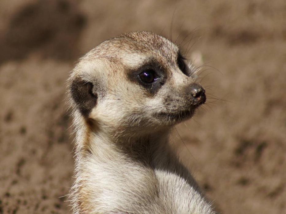 Erdmännchen (Suricata suricatta) - CALVENDO Foto-Puzzle'