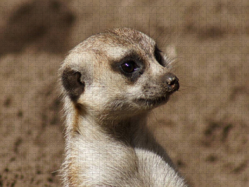 Erdmännchen (Suricata suricatta) - CALVENDO Foto-Puzzle'