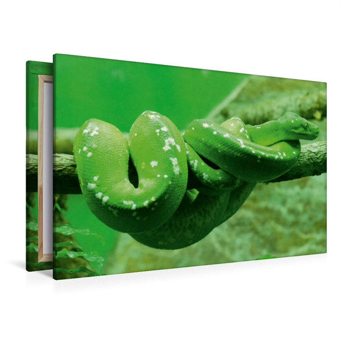 Premium Textil-Leinwand Grüne Baumpython (Morelia viridis)