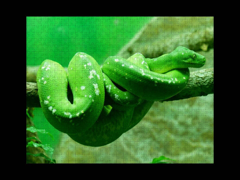 Grüne Baumpython (Morelia viridis) - CALVENDO Foto-Puzzle'