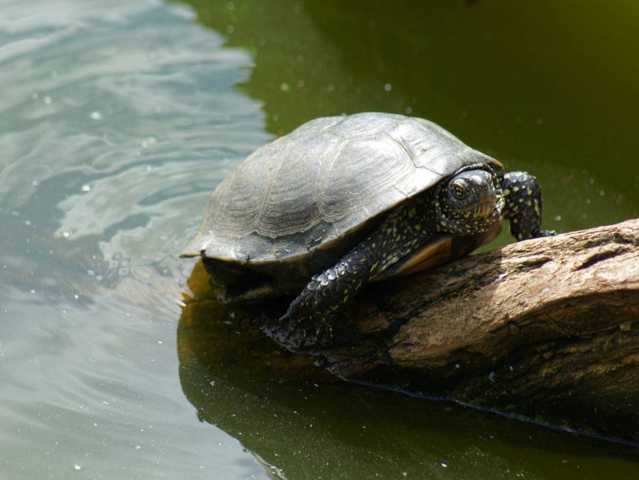 Europäische Sumpfschildkröte (Emys orbicularis) - CALVENDO Foto-Puzzle'