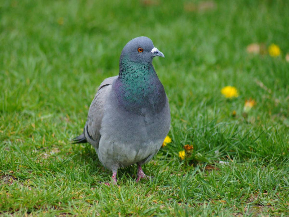 Taube auf der Wiese - CALVENDO Foto-Puzzle'