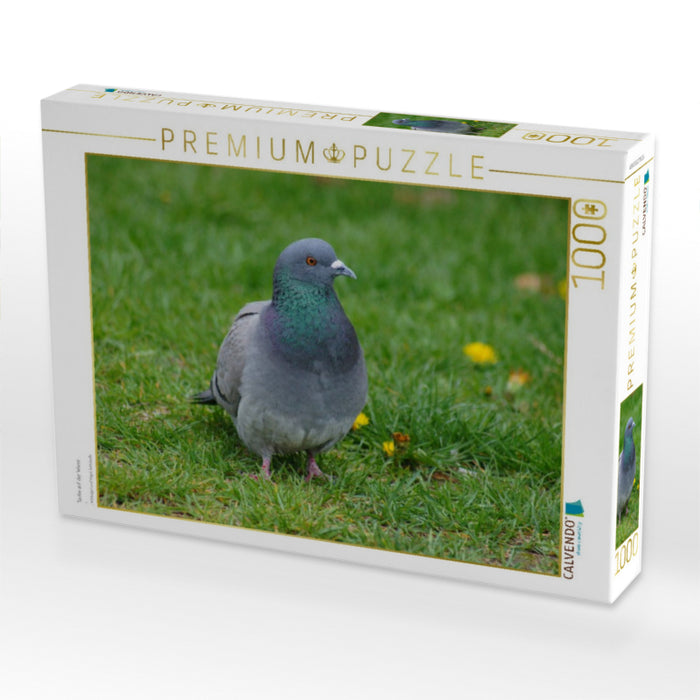 Taube auf der Wiese - CALVENDO Foto-Puzzle'