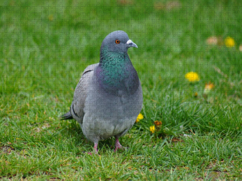 Taube auf der Wiese - CALVENDO Foto-Puzzle'