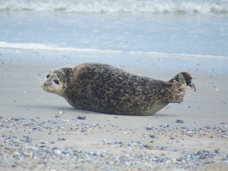 Robbe am Strand von Helgoland - CALVENDO Foto-Puzzle'