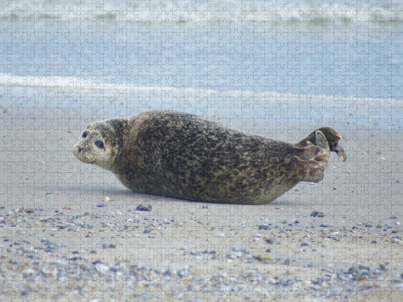 Robbe am Strand von Helgoland - CALVENDO Foto-Puzzle'