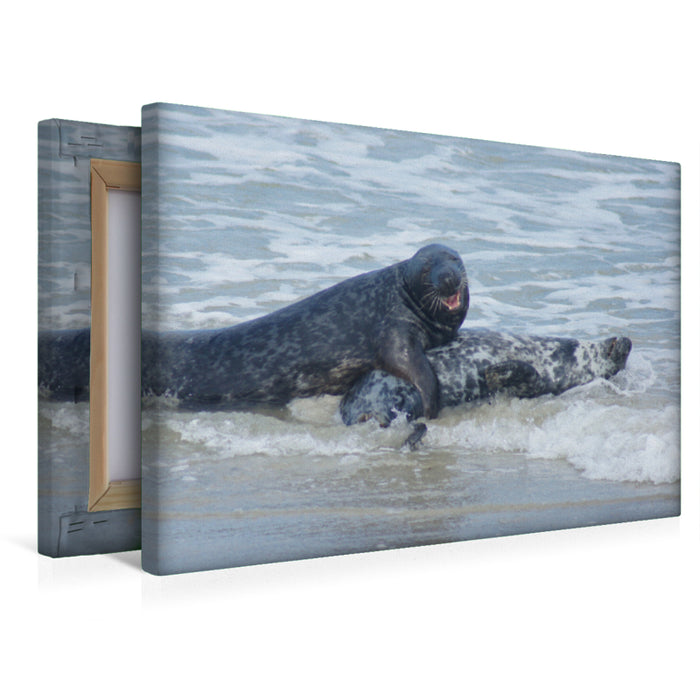 Premium Textil-Leinwand Robben Liebe