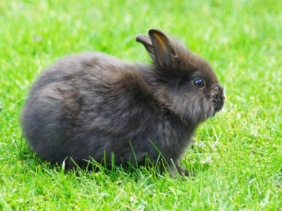 Schwarzes Zwergkaninchen - CALVENDO Foto-Puzzle'