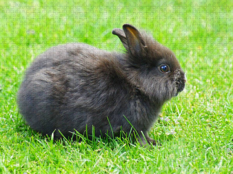 Schwarzes Zwergkaninchen - CALVENDO Foto-Puzzle'