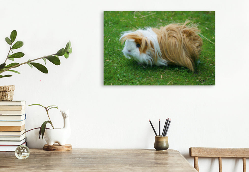 Premium textile canvas Premium textile canvas 120 cm x 80 cm landscape brown white long-haired guinea pig 