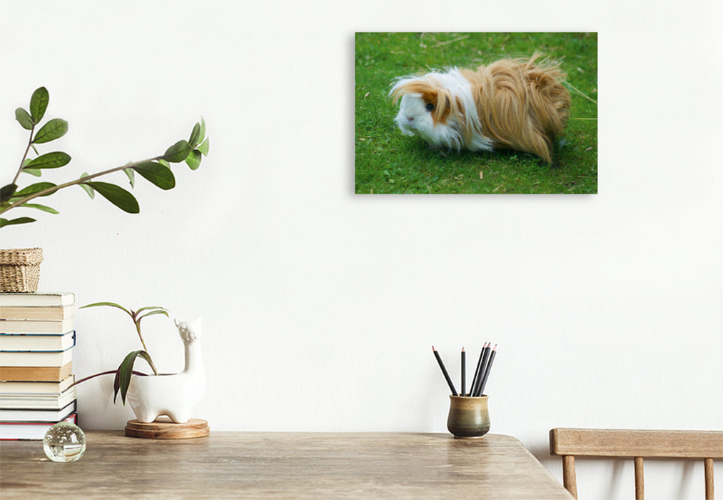 Premium textile canvas Premium textile canvas 120 cm x 80 cm landscape brown white long-haired guinea pig 