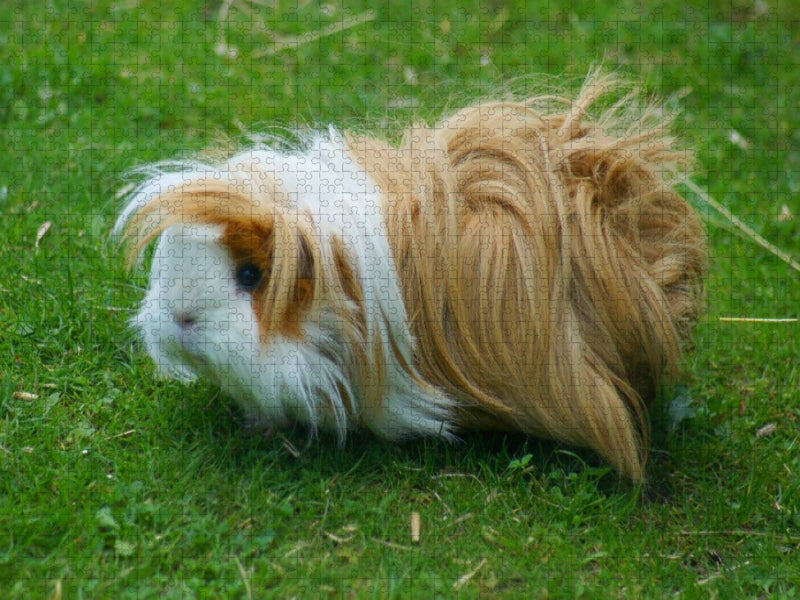 Braun weißes Langhaarmeerschweinchen - CALVENDO Foto-Puzzle'