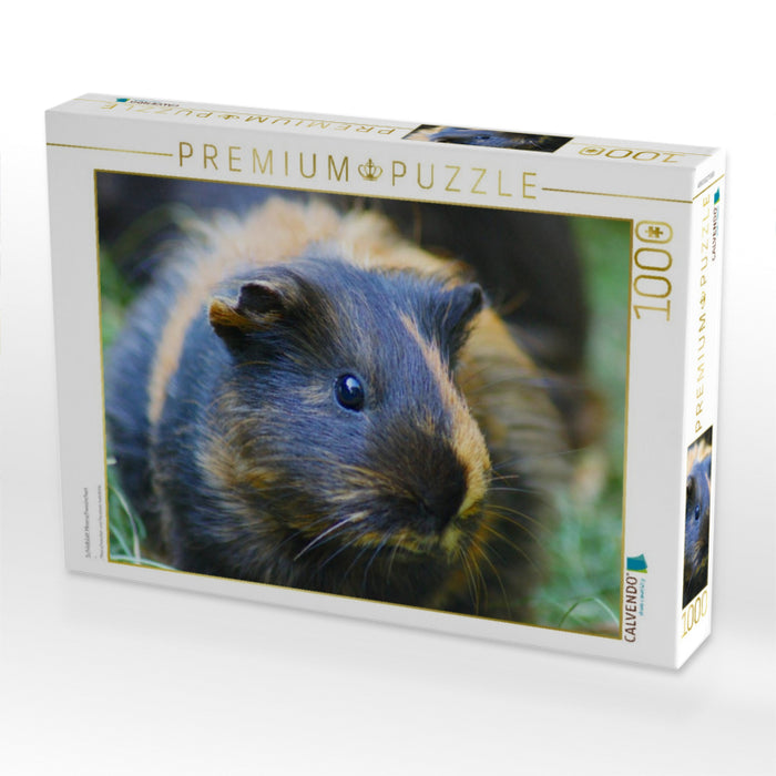 Schildblatt Meerschweinchen - CALVENDO Foto-Puzzle'
