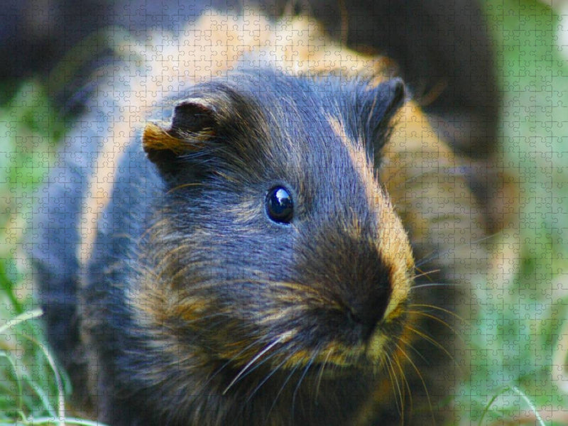 Schildblatt Meerschweinchen - CALVENDO Foto-Puzzle'