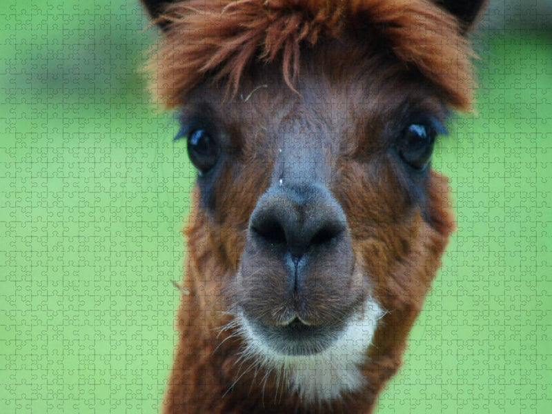 Alpaka Augen - CALVENDO Foto-Puzzle'