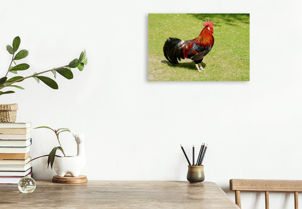 Premium textile canvas Premium textile canvas 120 cm x 80 cm landscape Proud rooster 