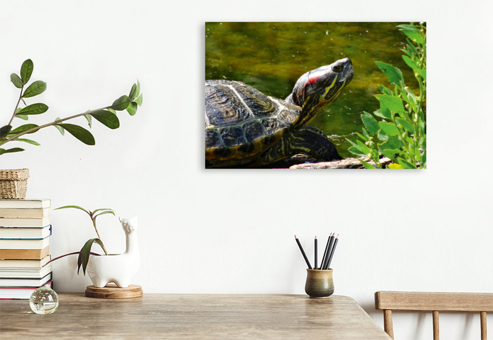 Toile textile premium Toile textile premium 120 cm x 80 cm paysage portrait tortue africaine 