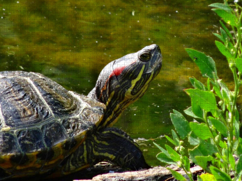 Schmuckschildkröten Portrait - CALVENDO Foto-Puzzle'