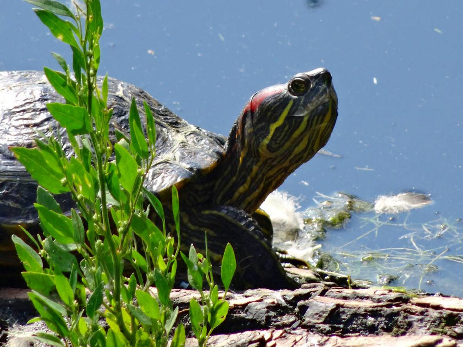 Schmuckschildkröte - CALVENDO Foto-Puzzle'