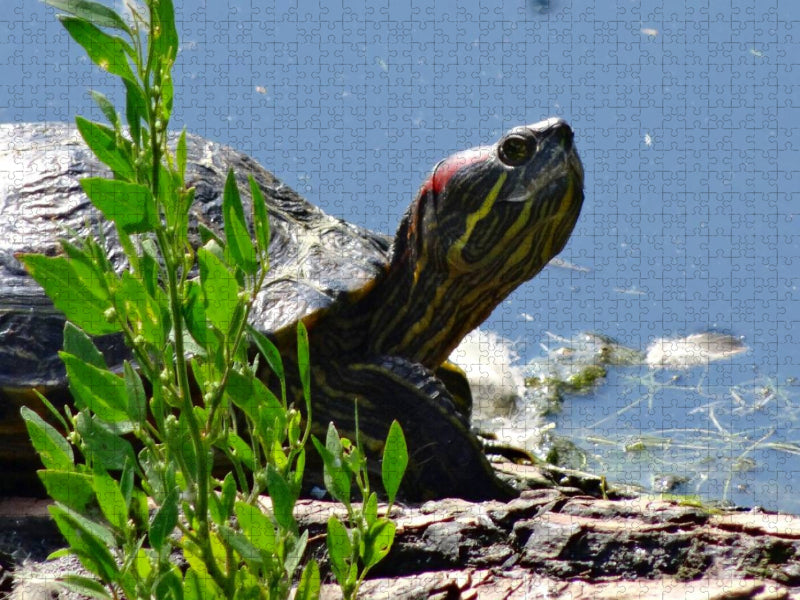 Schmuckschildkröte - CALVENDO Foto-Puzzle'