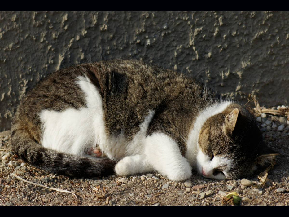 Schlafende Hauskatze - CALVENDO Foto-Puzzle'