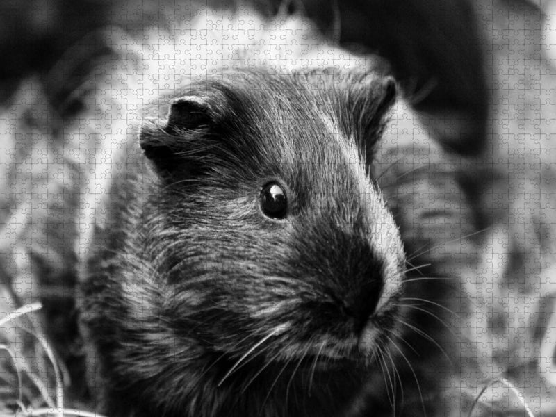 Meerschweinchen Blick - CALVENDO Foto-Puzzle'