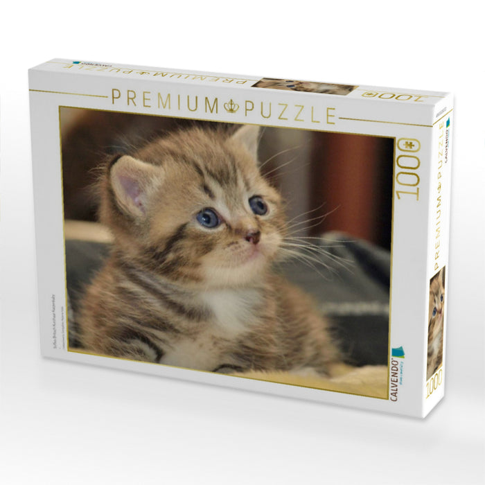 Süßes Britisch Kurzhaar Katzenbaby - CALVENDO Foto-Puzzle'