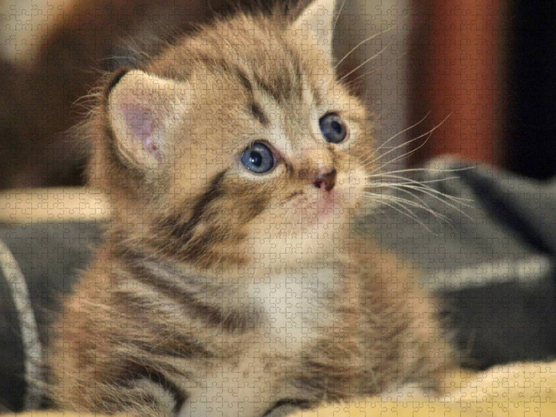 Süßes Britisch Kurzhaar Katzenbaby - CALVENDO Foto-Puzzle'