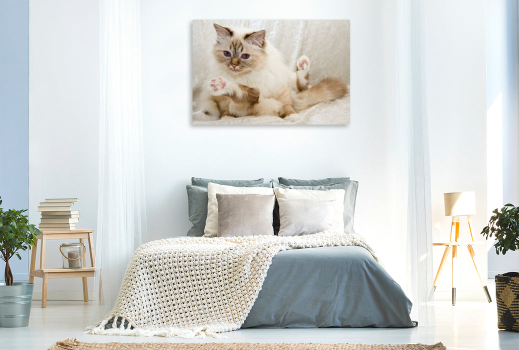 Premium Textil-Leinwand Premium Textil-Leinwand 120 cm x 80 cm quer Süße Heilige Birma Katze