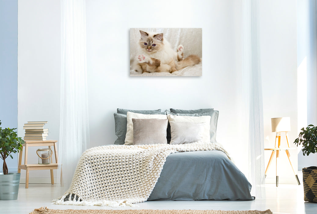 Premium Textil-Leinwand Premium Textil-Leinwand 120 cm x 80 cm quer Süße Heilige Birma Katze