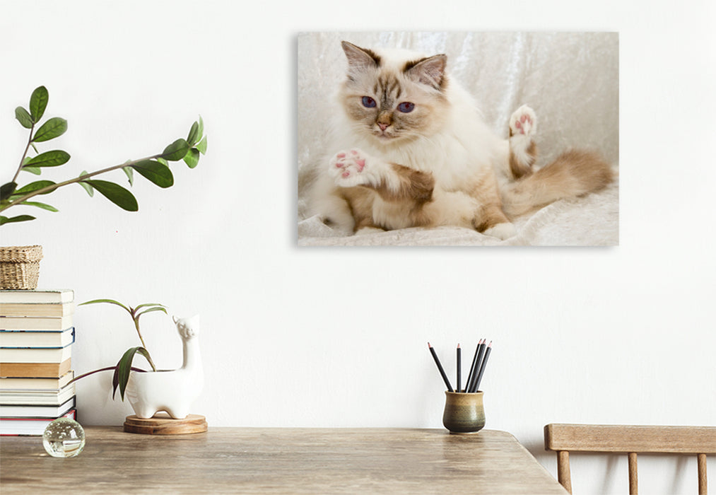 Premium Textil-Leinwand Premium Textil-Leinwand 120 cm x 80 cm quer Süße Heilige Birma Katze