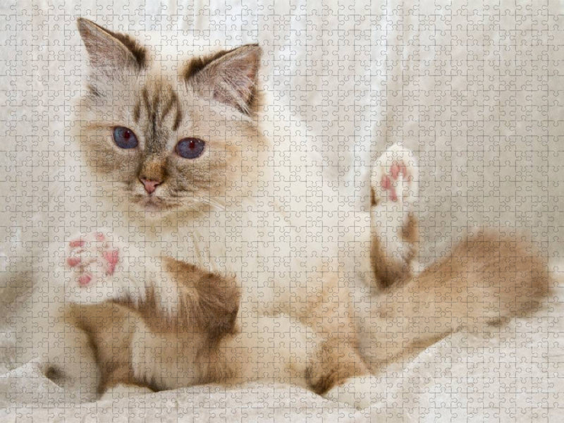 Süße Heilige Birma Katze - CALVENDO Foto-Puzzle'