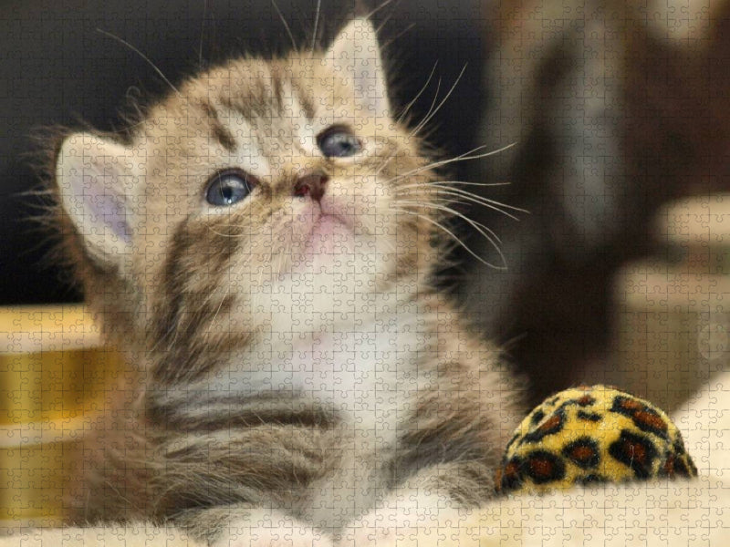 Süßes Britisch Kurzhaar Kätzchen - CALVENDO Foto-Puzzle'