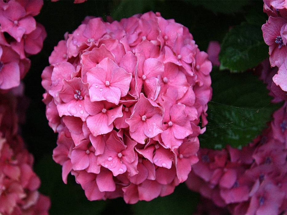 Morgentau auf der Hortensie - CALVENDO Foto-Puzzle'