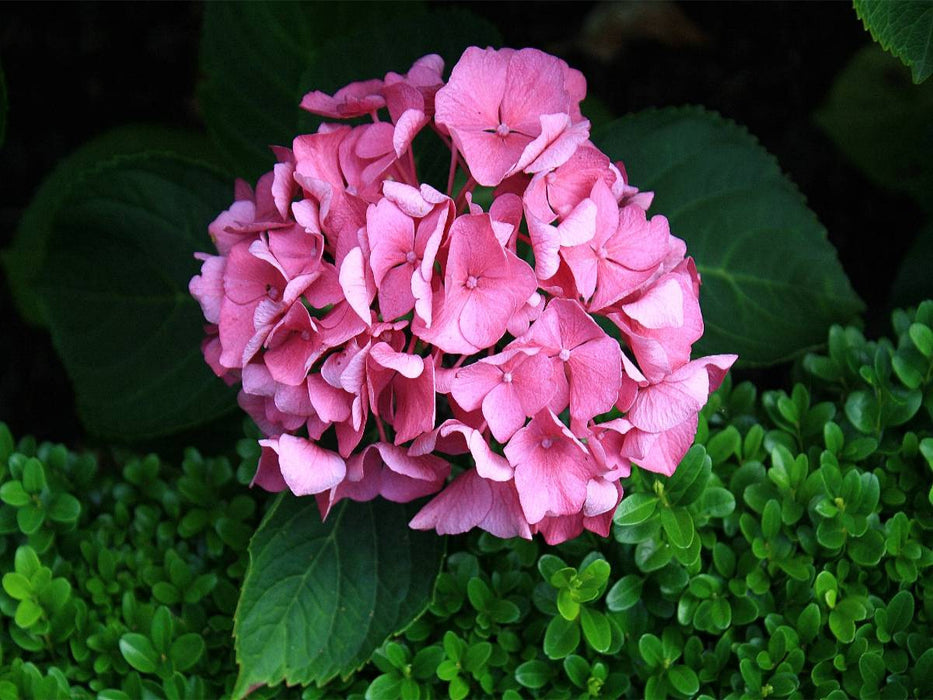 Hortensie mit Buchsbaum - CALVENDO Foto-Puzzle'