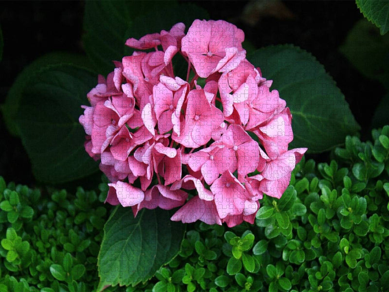 Hortensie mit Buchsbaum - CALVENDO Foto-Puzzle'