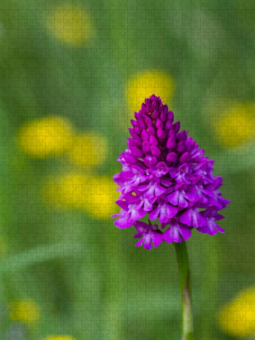 Ein Motiv aus dem Kalender Zauber der Natur - Heimische Orchideen und Wiesenblumen - CALVENDO Foto-Puzzle'