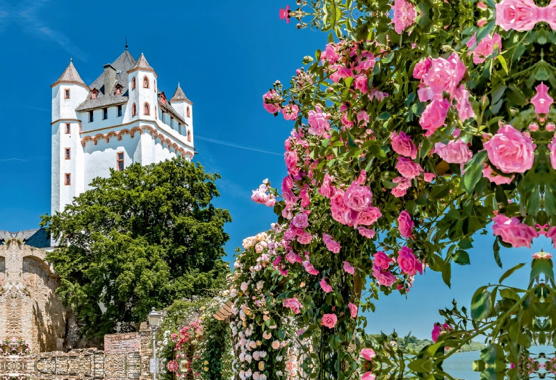 Premium Textil-Leinwand Kurfürstliche Burg mit Rosen