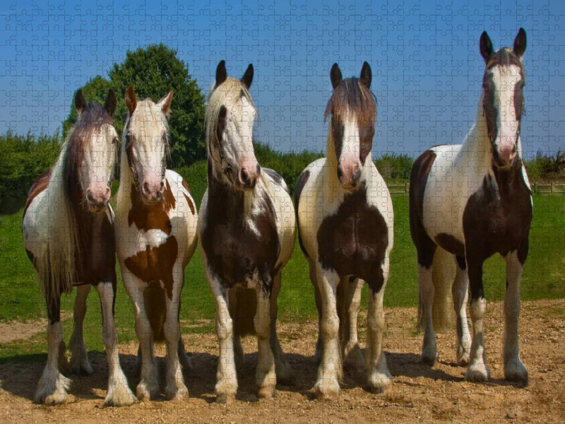 Ein Motiv aus dem Kalender Gypsy Horses - CALVENDO Foto-Puzzle'