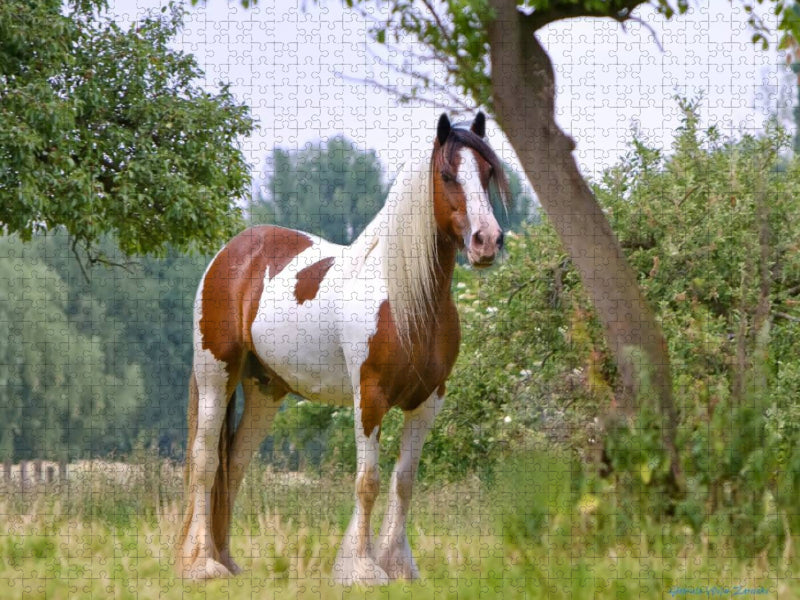 Ein Motiv aus dem Kalender Gypsy Horses - CALVENDO Foto-Puzzle'